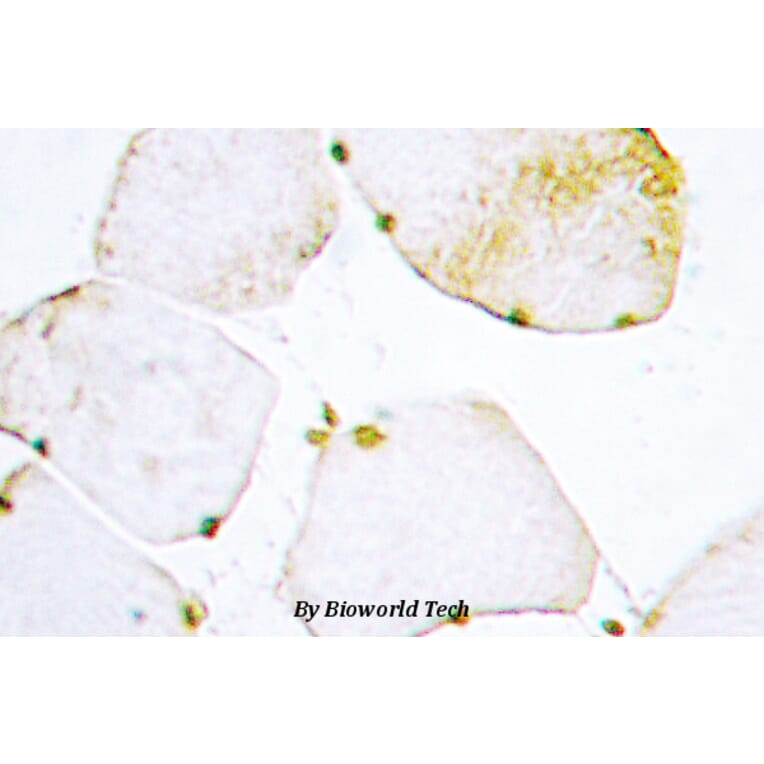 Anti-UDG (H221) Antibody from Bioworld Technology (BS2465) - Antibodies.com