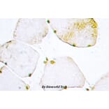 Anti-UDG (H221) Antibody from Bioworld Technology (BS2465) - Antibodies.com