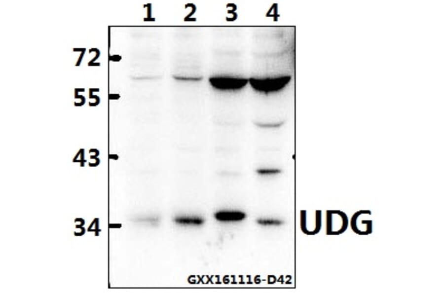 Anti-UDG (H221) Antibody from Bioworld Technology (BS2465) - Antibodies.com