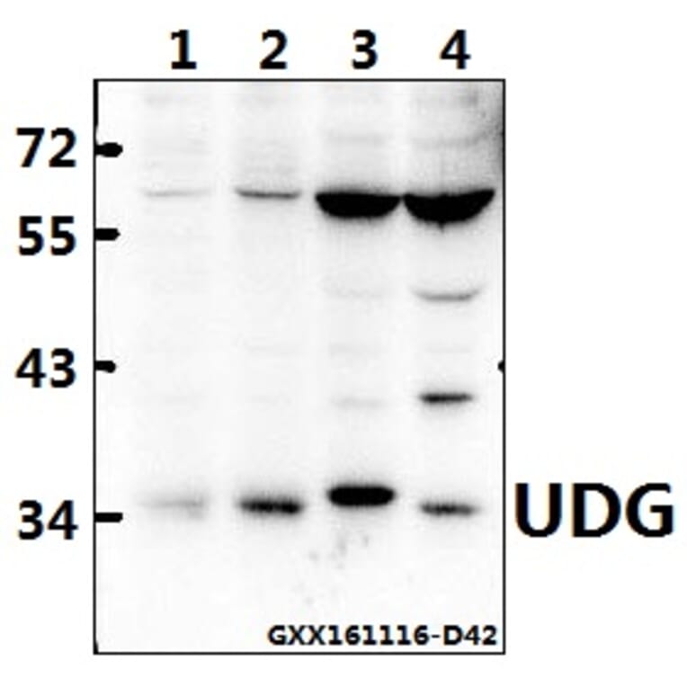 Anti-UDG (H221) Antibody from Bioworld Technology (BS2465) - Antibodies.com