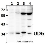 Anti-UDG (H221) Antibody from Bioworld Technology (BS2465) - Antibodies.com