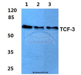 Anti-TCF-3 (N601) Antibody from Bioworld Technology (BS2466) - Antibodies.com