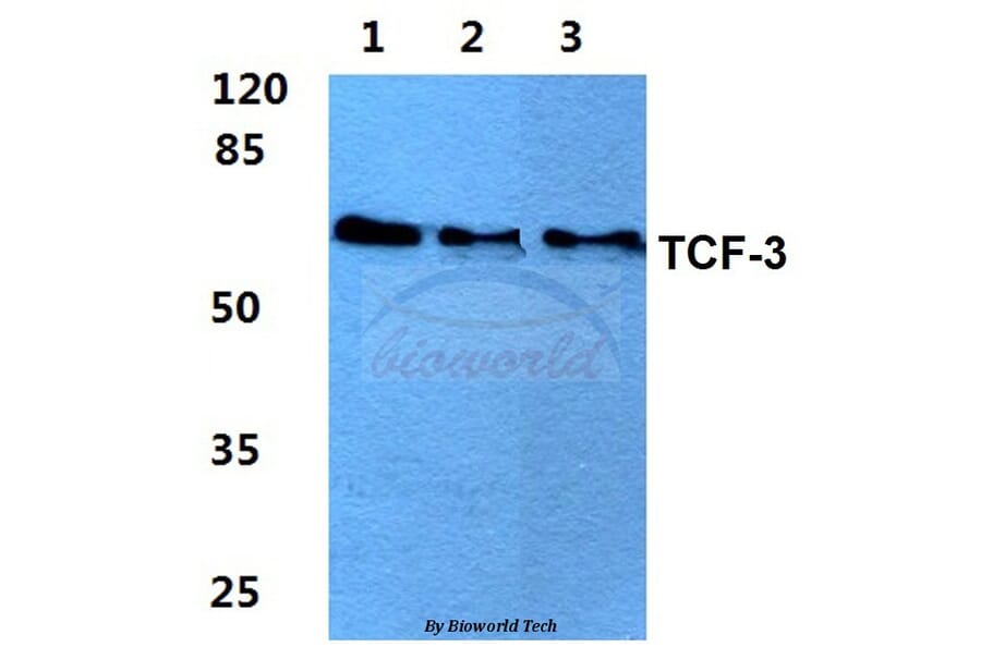 Anti-TCF-3 (N601) Antibody from Bioworld Technology (BS2466) - Antibodies.com