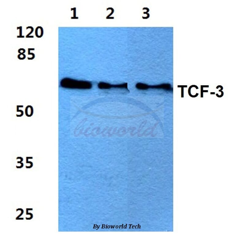 Anti-TCF-3 (N601) Antibody from Bioworld Technology (BS2466) - Antibodies.com