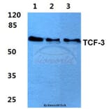 Anti-TCF-3 (N601) Antibody from Bioworld Technology (BS2466) - Antibodies.com