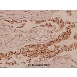 Anti-TCF-3 (N601) Antibody from Bioworld Technology (BS2466) - Antibodies.com