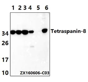 Anti-Tetraspanin-8 (S129) Antibody from Bioworld Technology (BS2467) - Antibodies.com