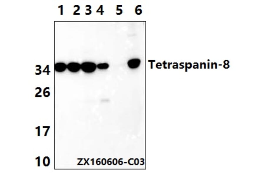 Anti-Tetraspanin-8 (S129) Antibody from Bioworld Technology (BS2467) - Antibodies.com