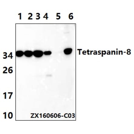 Anti-Tetraspanin-8 (S129) Antibody from Bioworld Technology (BS2467) - Antibodies.com