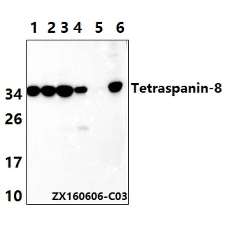 Anti-Tetraspanin-8 (S129) Antibody from Bioworld Technology (BS2467) - Antibodies.com