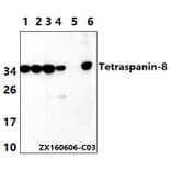 Anti-Tetraspanin-8 (S129) Antibody from Bioworld Technology (BS2467) - Antibodies.com