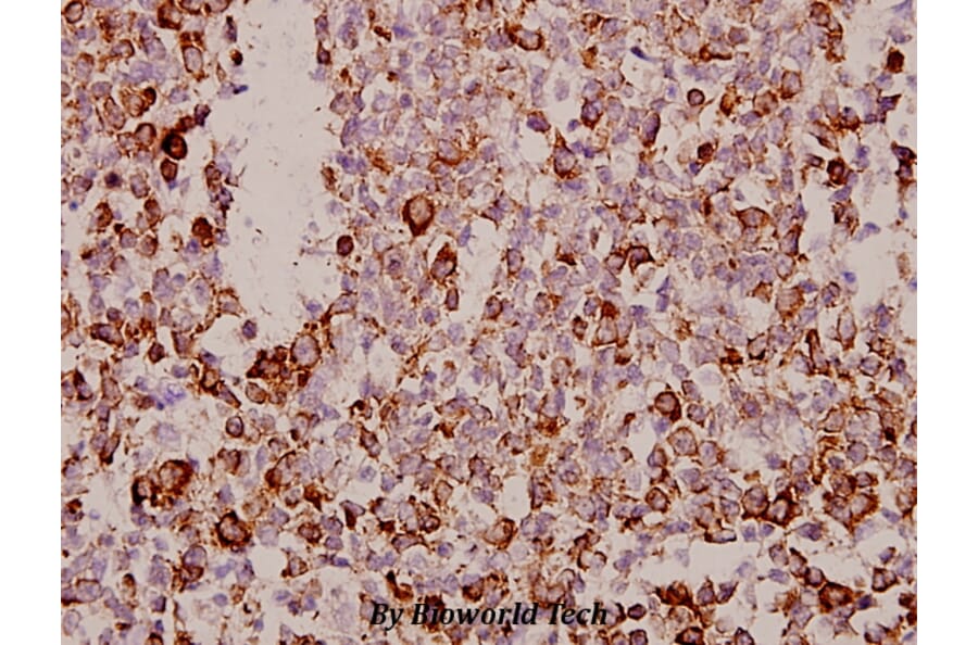 Anti-Tetraspanin-8 (S129) Antibody from Bioworld Technology (BS2467) - Antibodies.com
