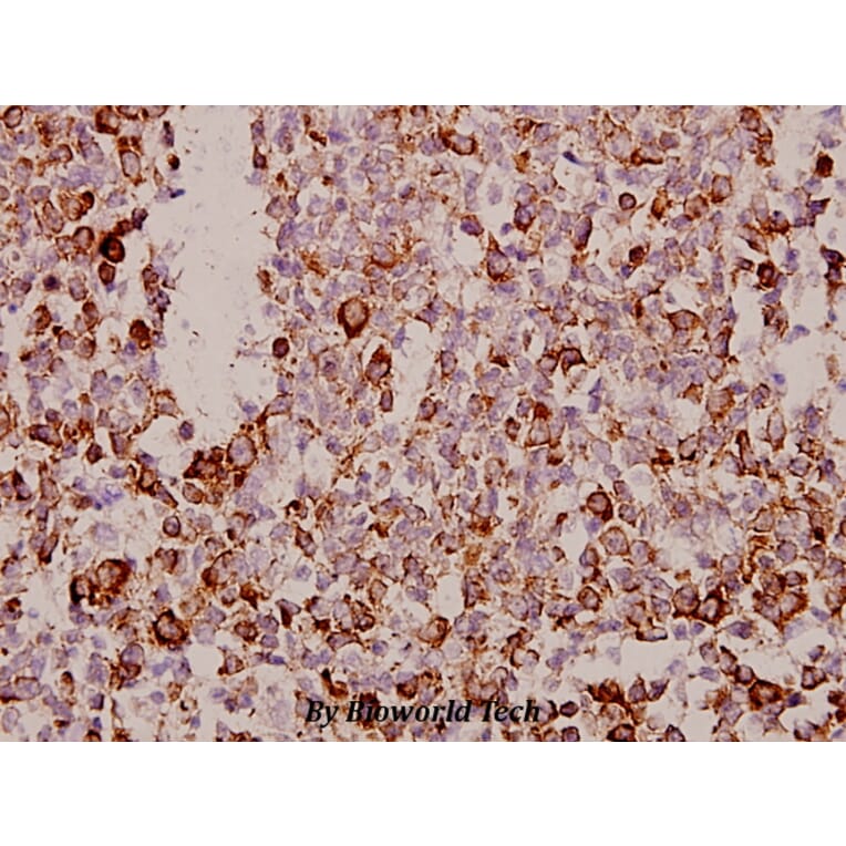 Anti-Tetraspanin-8 (S129) Antibody from Bioworld Technology (BS2467) - Antibodies.com
