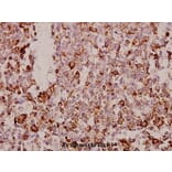 Anti-Tetraspanin-8 (S129) Antibody from Bioworld Technology (BS2467) - Antibodies.com
