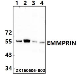 Anti-BSG / EMMPRIN (Q370) Antibody from Bioworld Technology (BS2472) - Antibodies.com