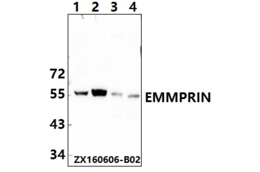 Anti-BSG / EMMPRIN (Q370) Antibody from Bioworld Technology (BS2472) - Antibodies.com