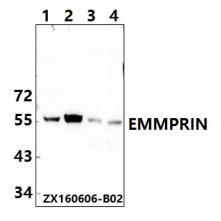 Anti-BSG / EMMPRIN (Q370) Antibody from Bioworld Technology (BS2472) - Antibodies.com