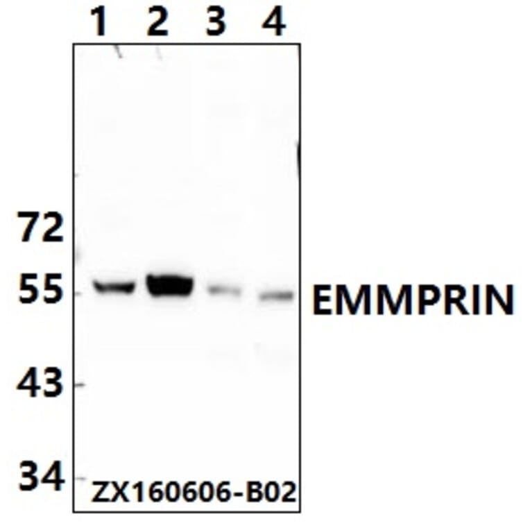 Anti-BSG / EMMPRIN (Q370) Antibody from Bioworld Technology (BS2472) - Antibodies.com