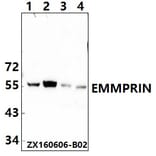 Anti-BSG / EMMPRIN (Q370) Antibody from Bioworld Technology (BS2472) - Antibodies.com