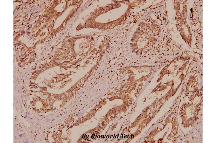 Anti-BSG / EMMPRIN (Q370) Antibody from Bioworld Technology (BS2472) - Antibodies.com