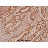 Anti-BSG / EMMPRIN (Q370) Antibody from Bioworld Technology (BS2472) - Antibodies.com