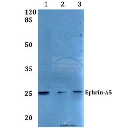 Anti-Ephrin-A5 (P63) Antibody from Bioworld Technology (BS2478) - Antibodies.com