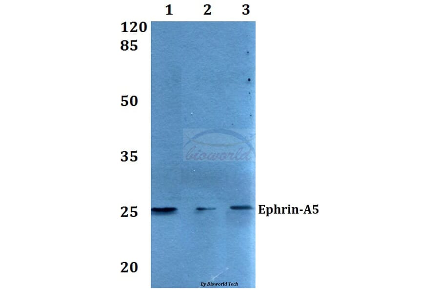 Anti-Ephrin-A5 (P63) Antibody from Bioworld Technology (BS2478) - Antibodies.com