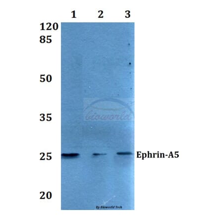 Anti-Ephrin-A5 (P63) Antibody from Bioworld Technology (BS2478) - Antibodies.com