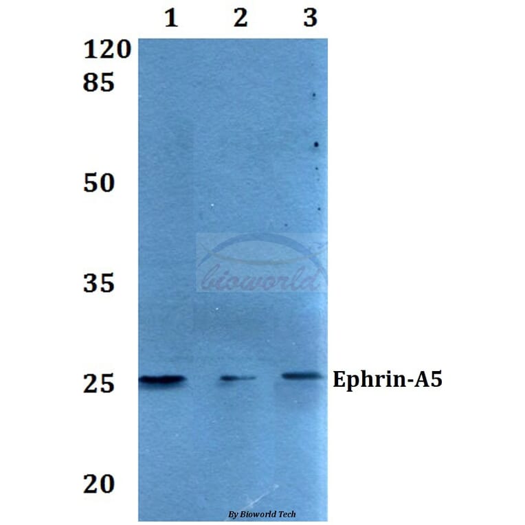 Anti-Ephrin-A5 (P63) Antibody from Bioworld Technology (BS2478) - Antibodies.com