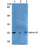 Anti-Ephrin-A5 (P63) Antibody from Bioworld Technology (BS2478) - Antibodies.com