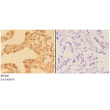 Anti-AMPKγ1/2/3 (K78) Antibody from Bioworld Technology (BS2480) - Antibodies.com