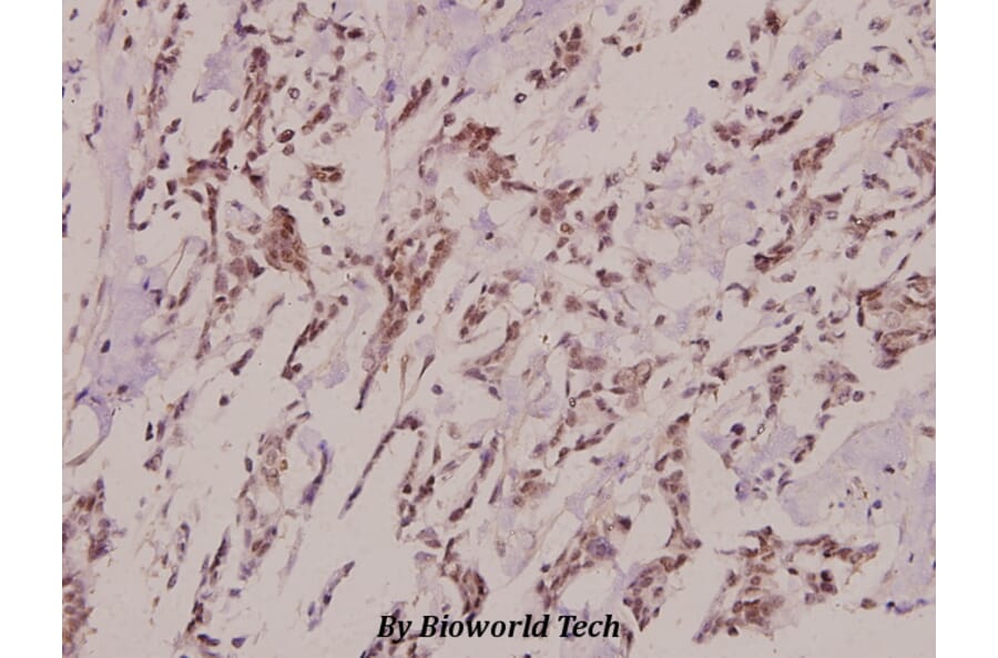 Anti-Pitx1 (E130) Antibody from Bioworld Technology (BS2482) - Antibodies.com
