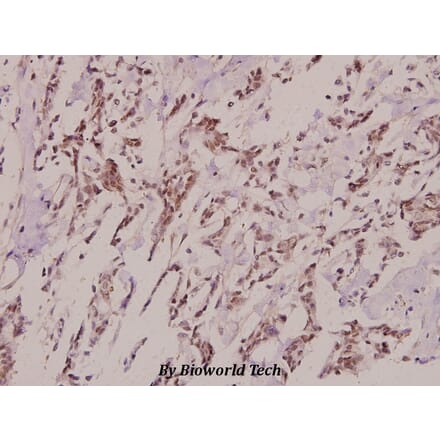 Anti-Pitx1 (E130) Antibody from Bioworld Technology (BS2482) - Antibodies.com