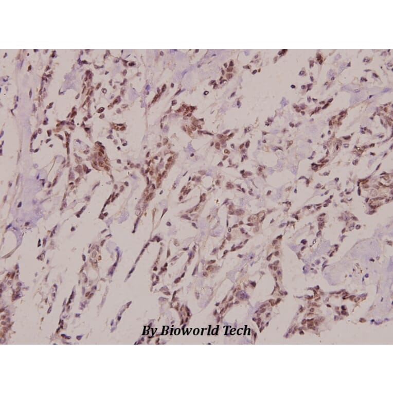 Anti-Pitx1 (E130) Antibody from Bioworld Technology (BS2482) - Antibodies.com