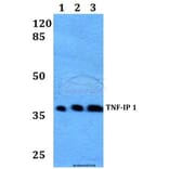 Anti-TNF-IP 1 (S122) Antibody from Bioworld Technology (BS2484) - Antibodies.com