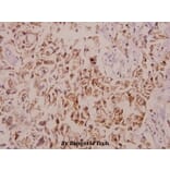 Anti-TNF-IP 1 (S122) Antibody from Bioworld Technology (BS2484) - Antibodies.com
