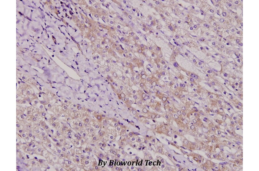 Anti-TAF II p100 (G411) Antibody from Bioworld Technology (BS2485) - Antibodies.com