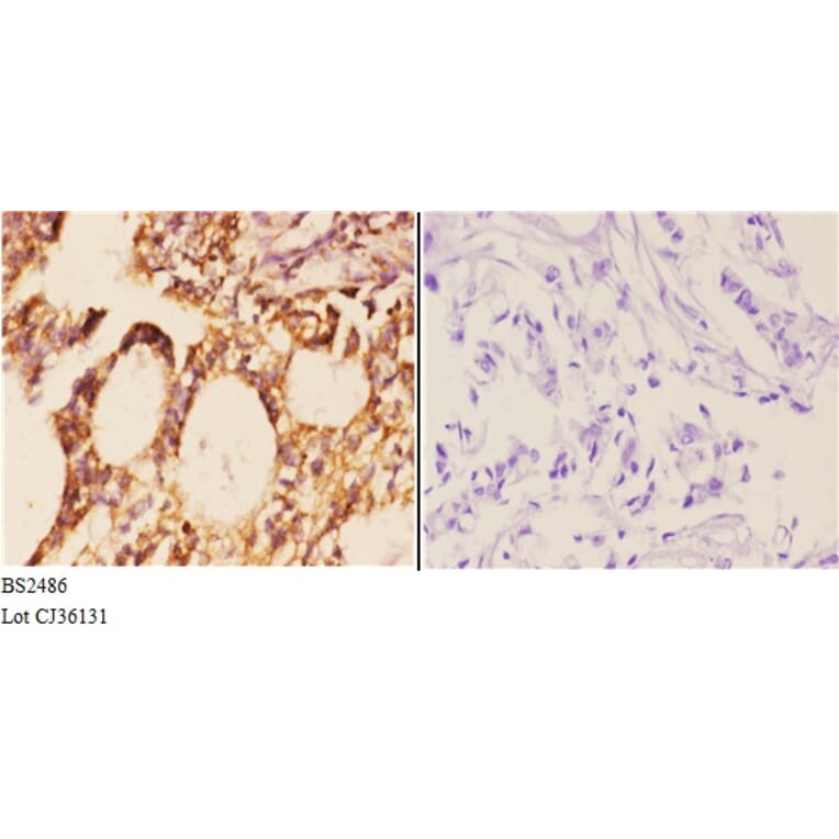 Anti-Smad1/5/9 (Q22) Antibody from Bioworld Technology (BS2486) - Antibodies.com
