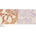 Anti-Smad1/5/9 (Q22) Antibody from Bioworld Technology (BS2486) - Antibodies.com