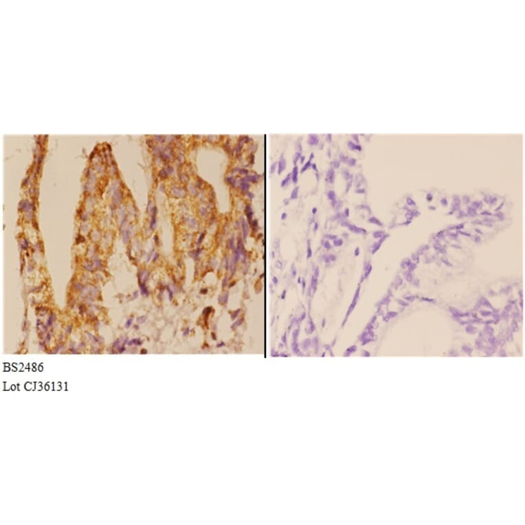 Anti-Smad1/5/9 (Q22) Antibody from Bioworld Technology (BS2486) - Antibodies.com