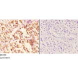 Anti-Smad1/5/9 (Q22) Antibody from Bioworld Technology (BS2486) - Antibodies.com