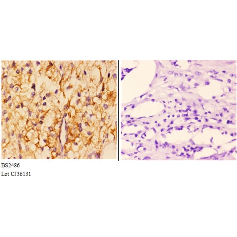 Anti-Smad1/5/9 (Q22) Antibody from Bioworld Technology (BS2486) - Antibodies.com