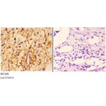 Anti-Smad1/5/9 (Q22) Antibody from Bioworld Technology (BS2486) - Antibodies.com