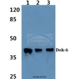 Anti-Dok-6 (G130) Antibody from Bioworld Technology (BS2488) - Antibodies.com