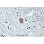 Anti-Dok-6 (G130) Antibody from Bioworld Technology (BS2488) - Antibodies.com