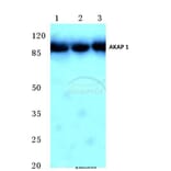 Anti-AKAP 1 (N306) Antibody from Bioworld Technology (BS2498) - Antibodies.com