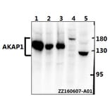 Anti-AKAP 1 (N306) Antibody from Bioworld Technology (BS2498) - Antibodies.com