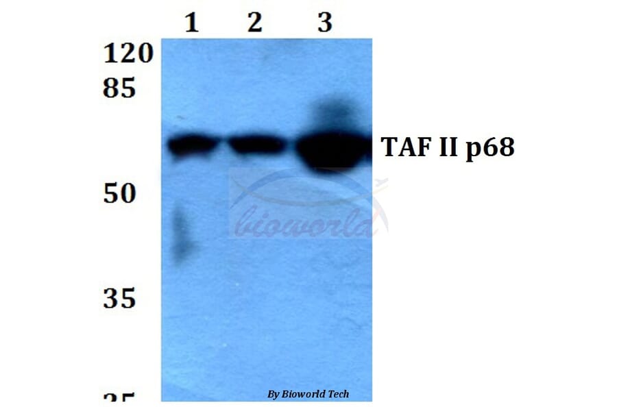 Anti-TAF II p68 (N380) Antibody from Bioworld Technology (BS2499) - Antibodies.com