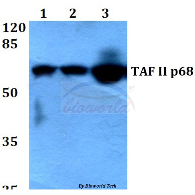 Anti-TAF II p68 (N380) Antibody from Bioworld Technology (BS2499) - Antibodies.com
