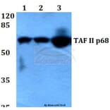 Anti-TAF II p68 (N380) Antibody from Bioworld Technology (BS2499) - Antibodies.com